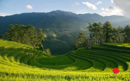 Rice Terrace On Focus