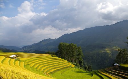 Rice Terrace And Ha Long Bay