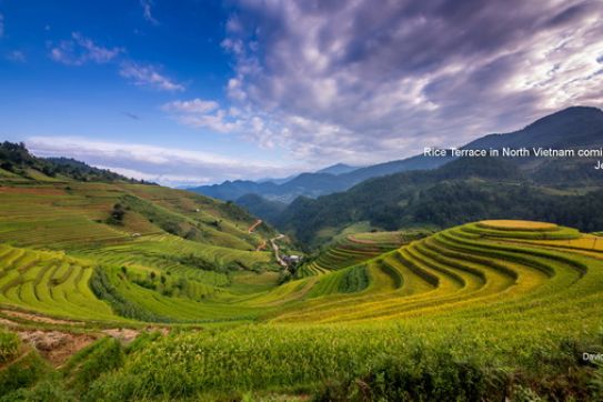 Season of Rice Terrace in North Vietnam