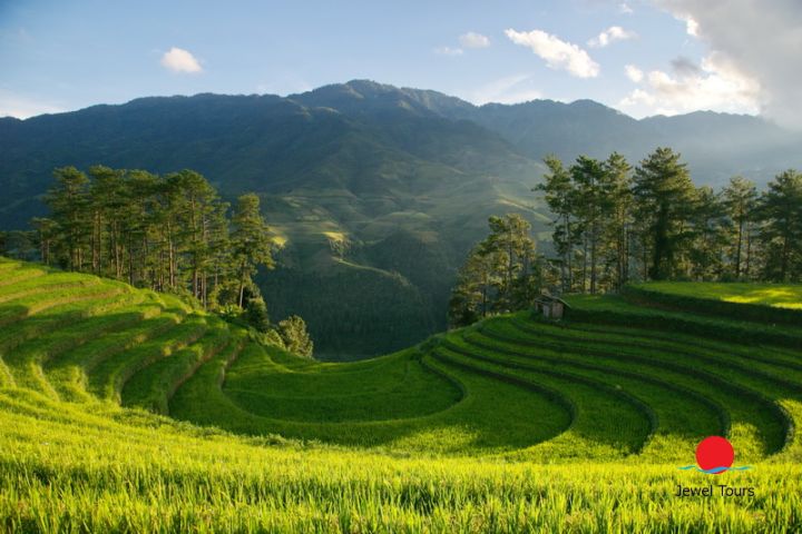 Rice Terrace On Focus