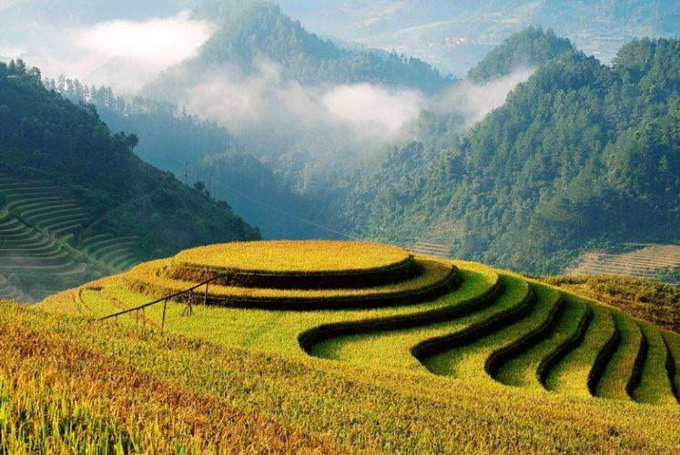 Rice Terrace Season in North Vietnam