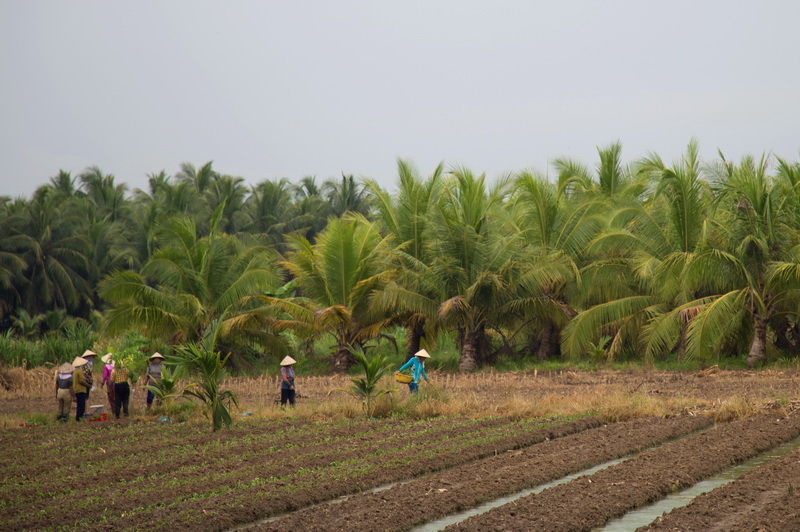 Chili, Coconut garden