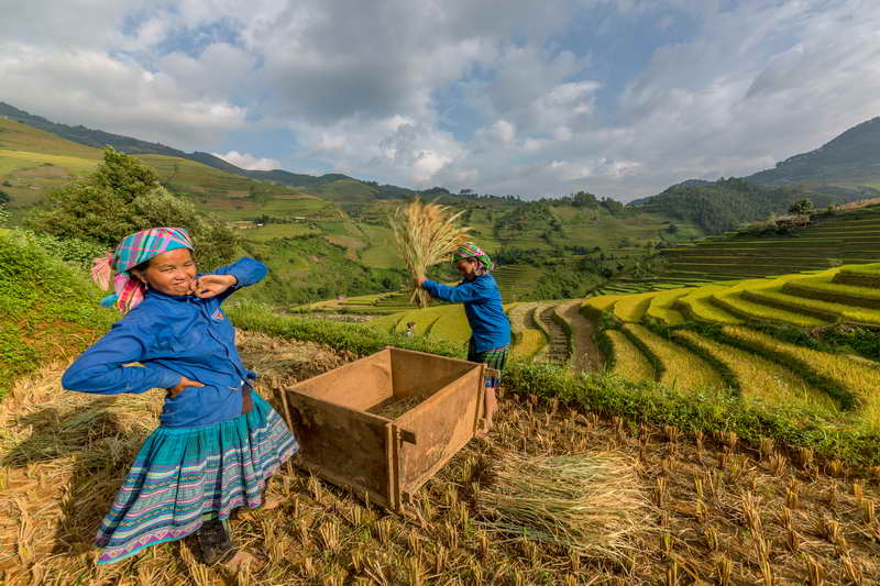 Rice terrace in North Viet Nam