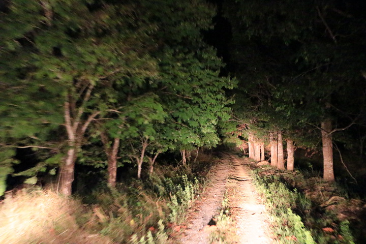 Night safari in Nam Cat Tien National park