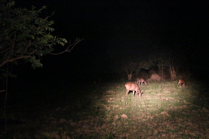 Animal at Night safari tour, Nam Cat Tien National park