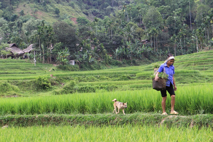 Return from morning farm on rice terrace