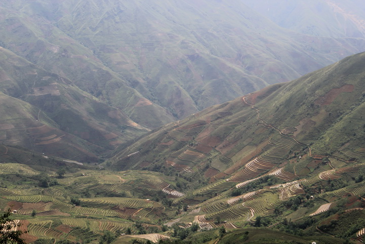 Rice terrace